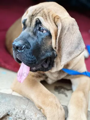 1-3 months Male Purebred Boerboel