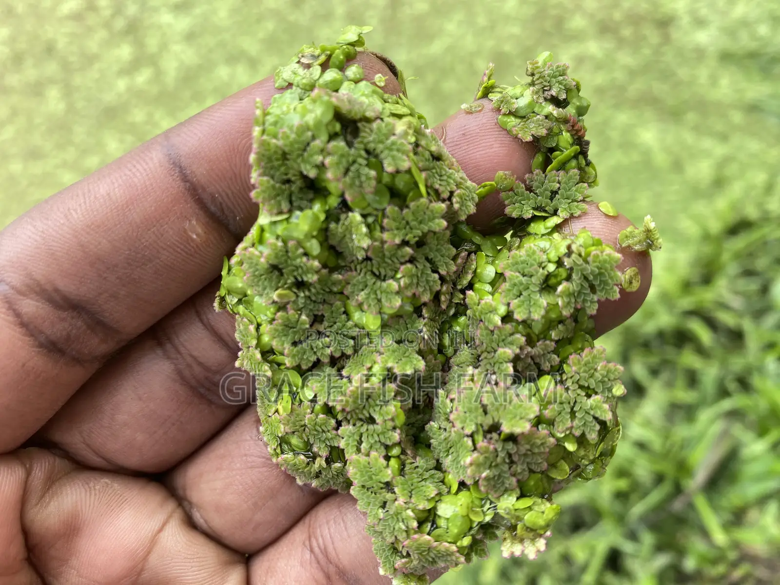 Azolla Seed