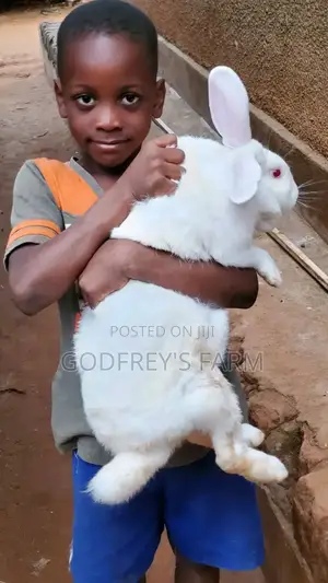 Giant Rabbit