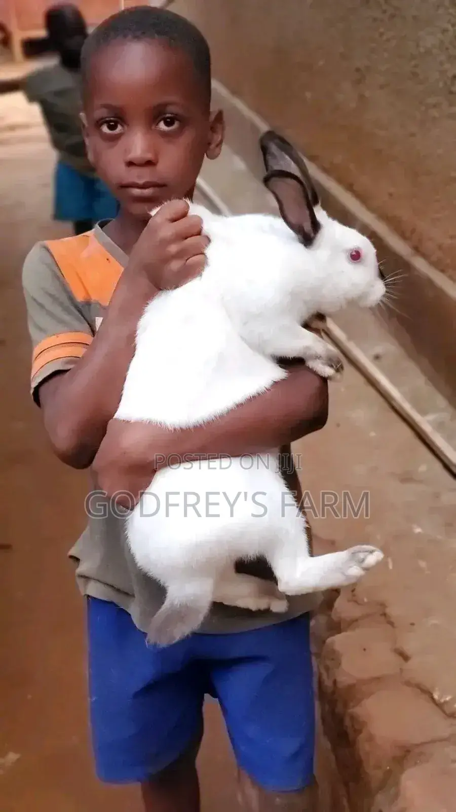 Giant Rabbit