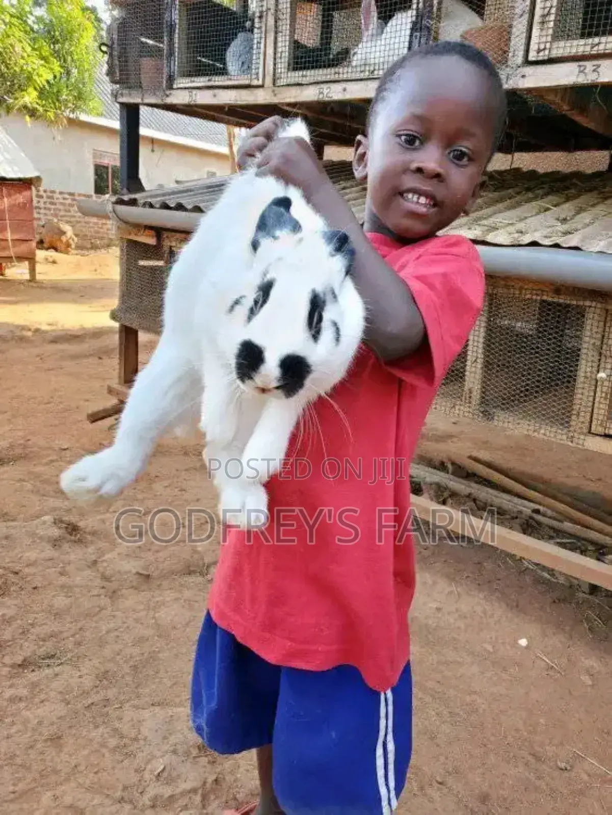Giant Rabbit