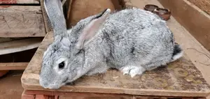 Giant Rabbit