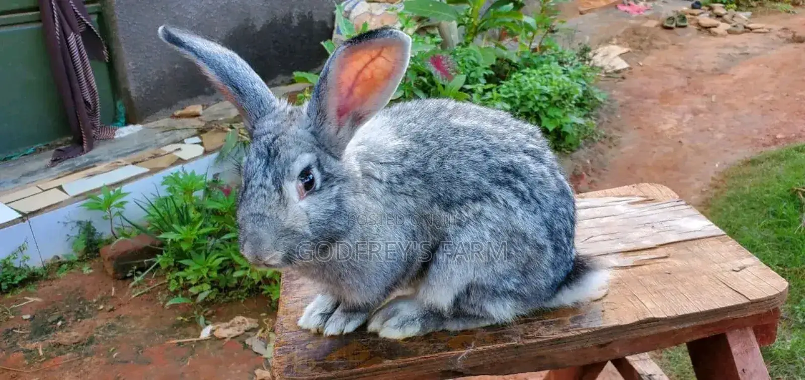 Giant Rabbit