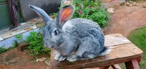 Giant Rabbit
