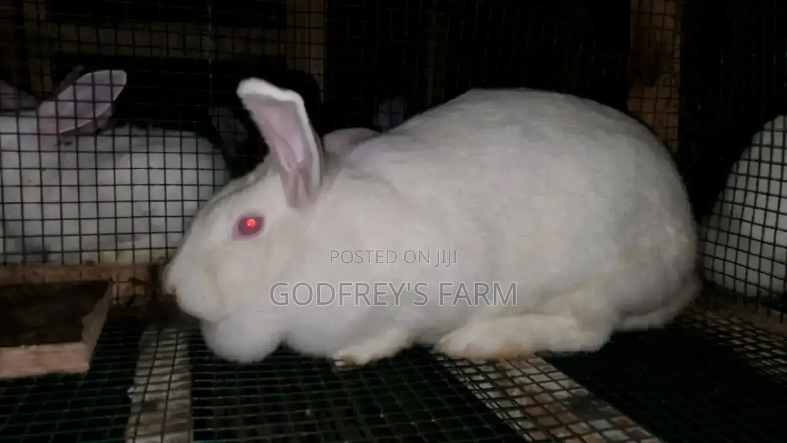 Giant Rabbit