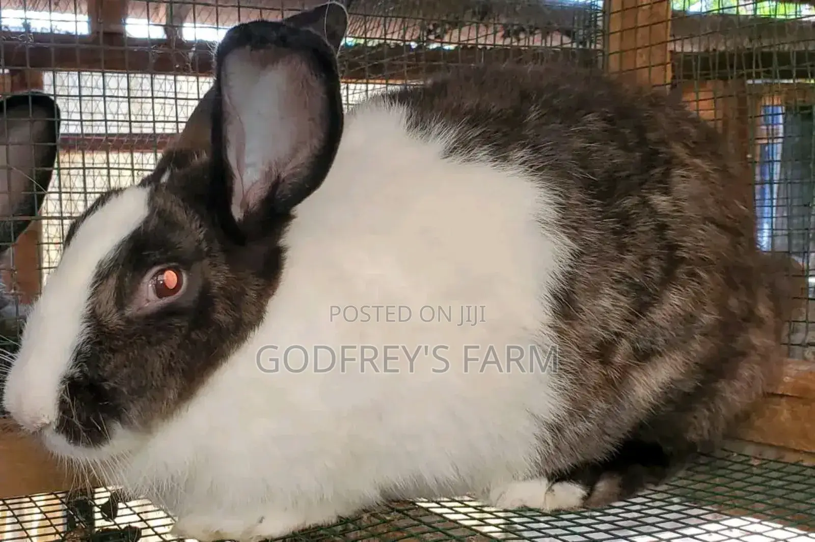 Giant Rabbit