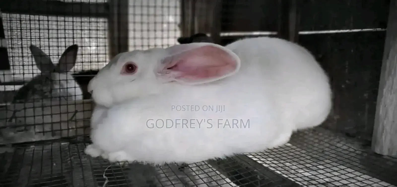 Giant Rabbit