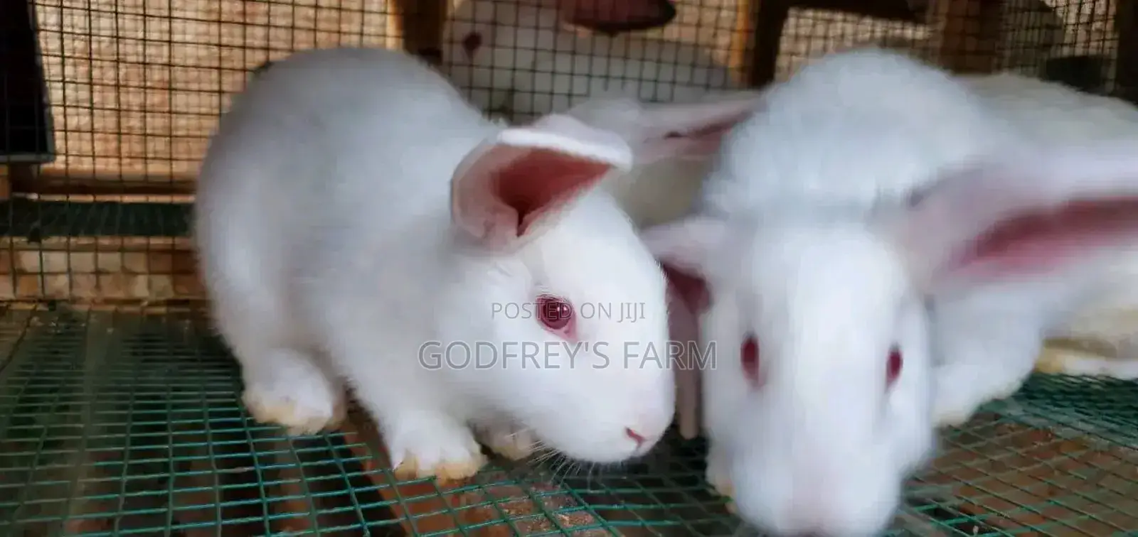 Giant Rabbit