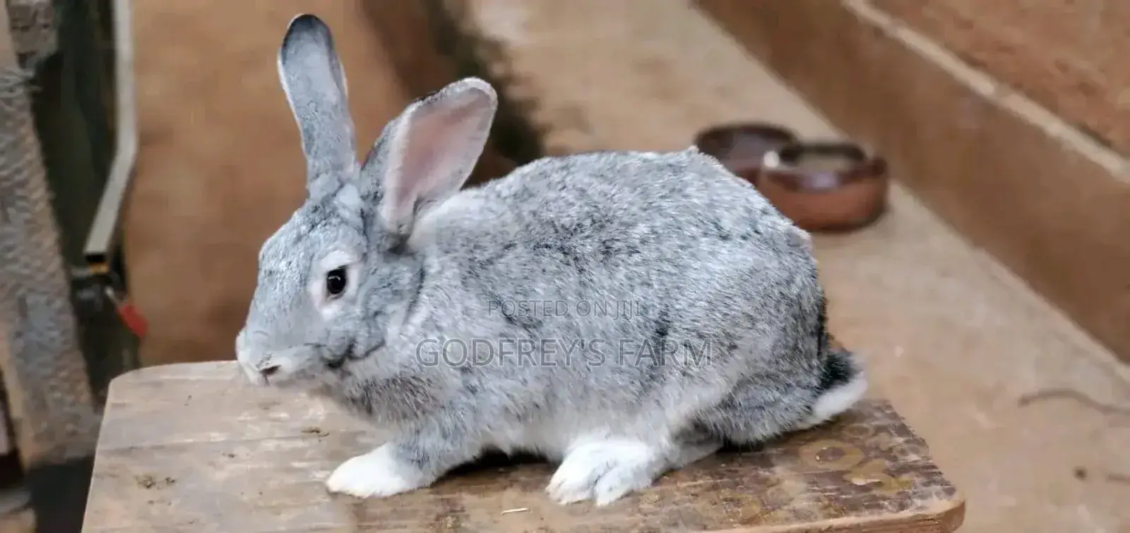 Giant Rabbit