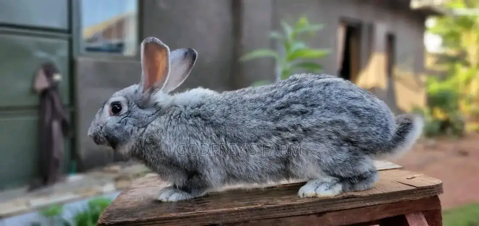Giant Rabbit