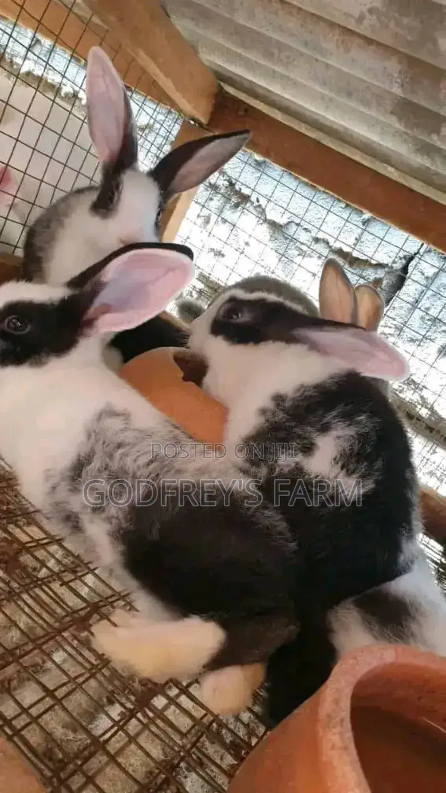 Giant Rabbit