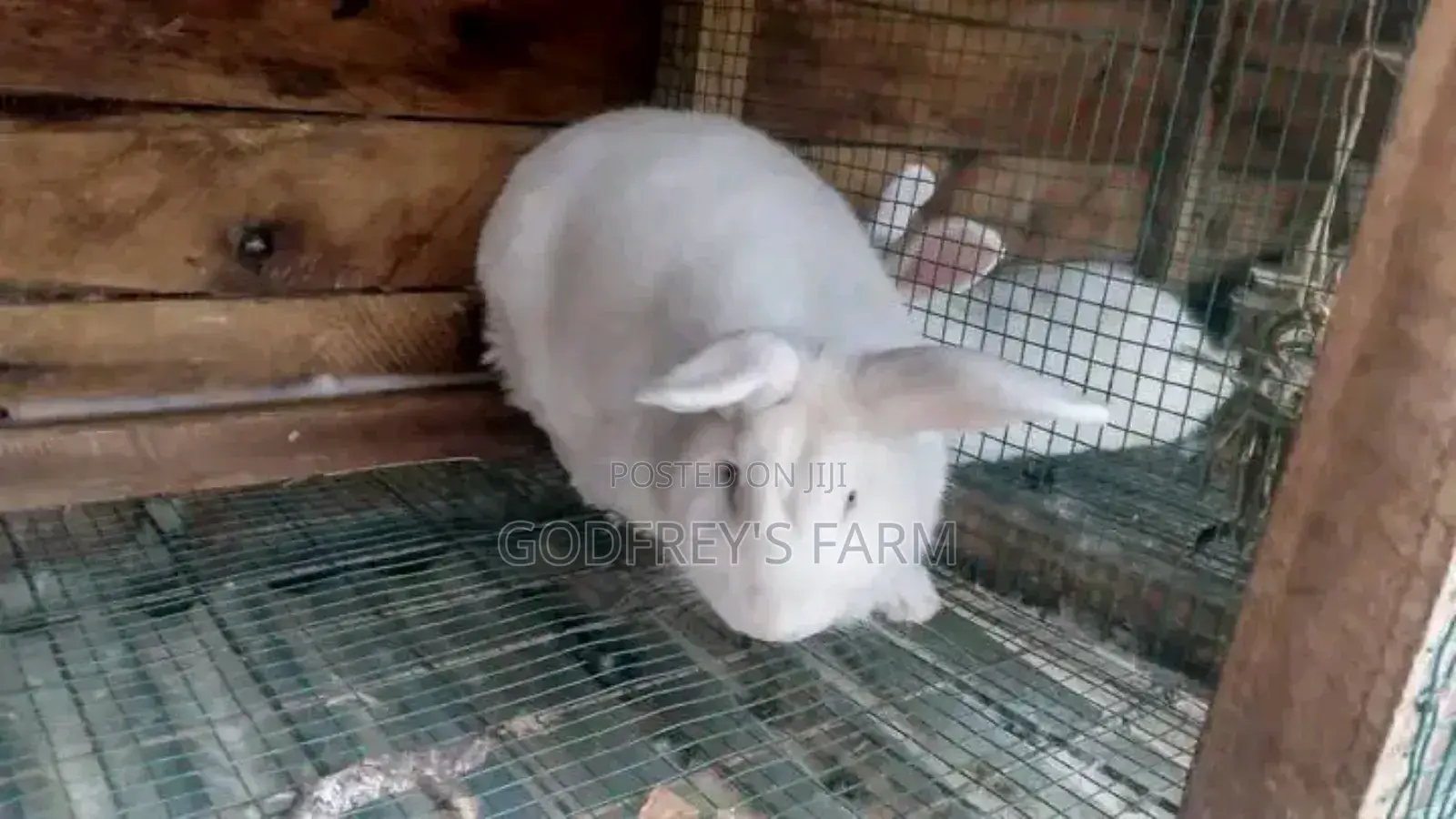 Giant Rabbit