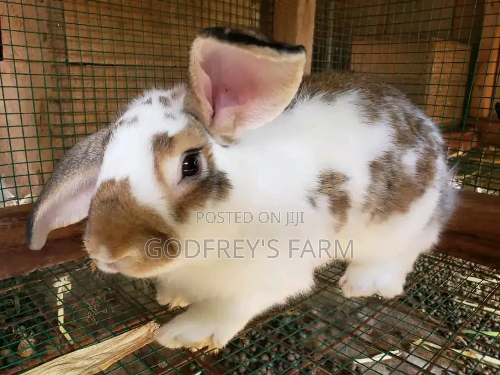 Giant Rabbit