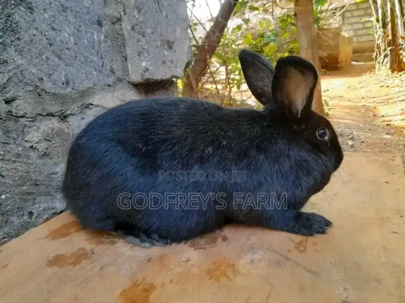 Giant Rabbit