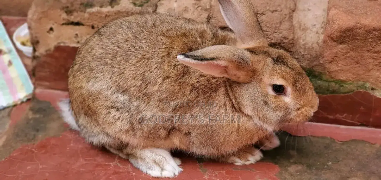 Giant Rabbit