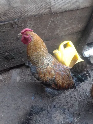 Cocks for Sale