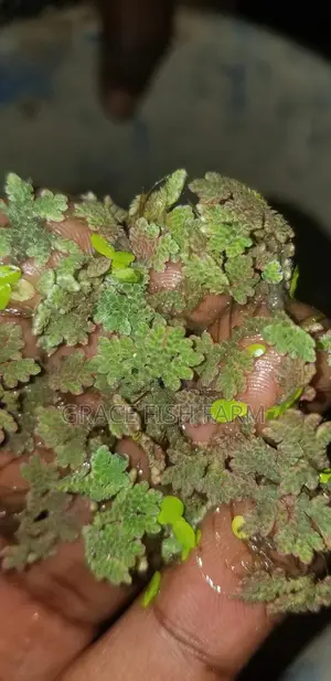Azolla Seed