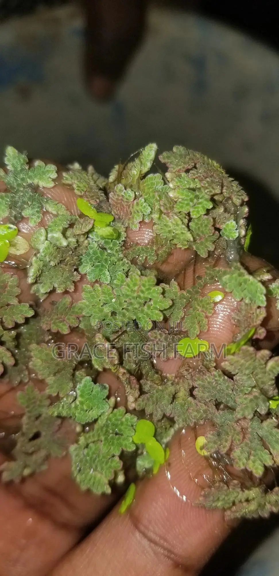 Azolla Seed