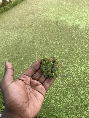 Azolla Seed