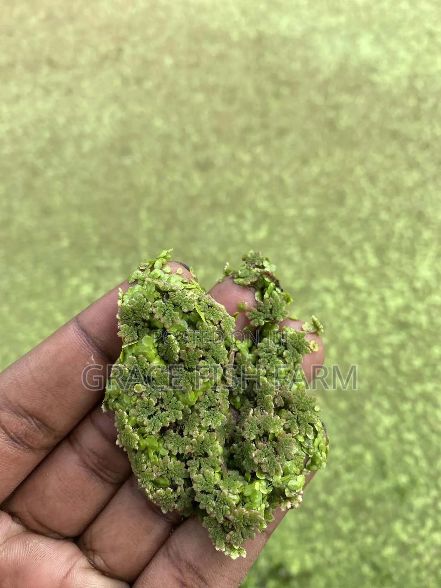 Azolla Seed