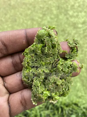 Azolla Seed