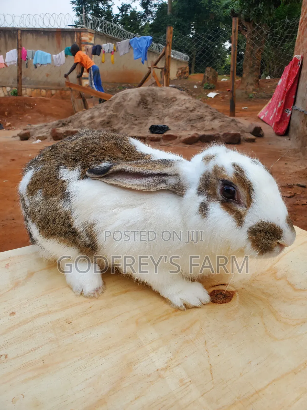 Giant Rabbit