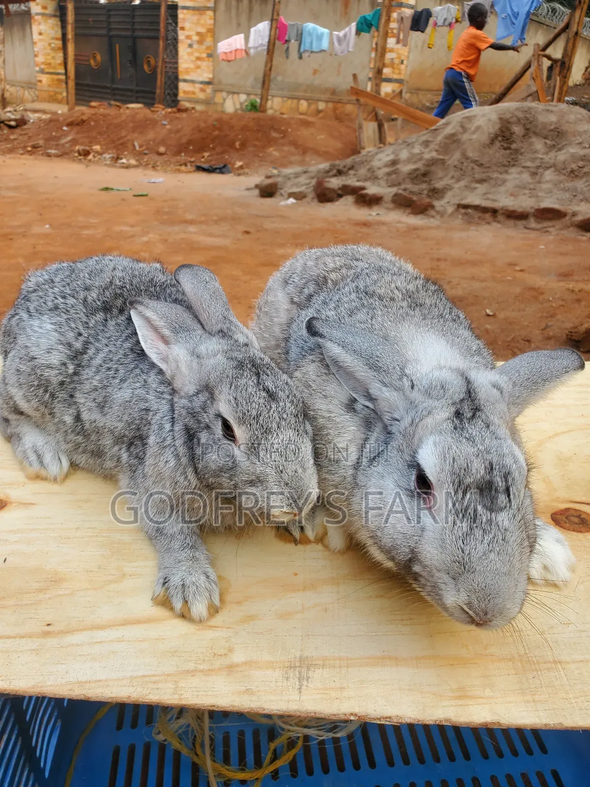 Giant Rabbit