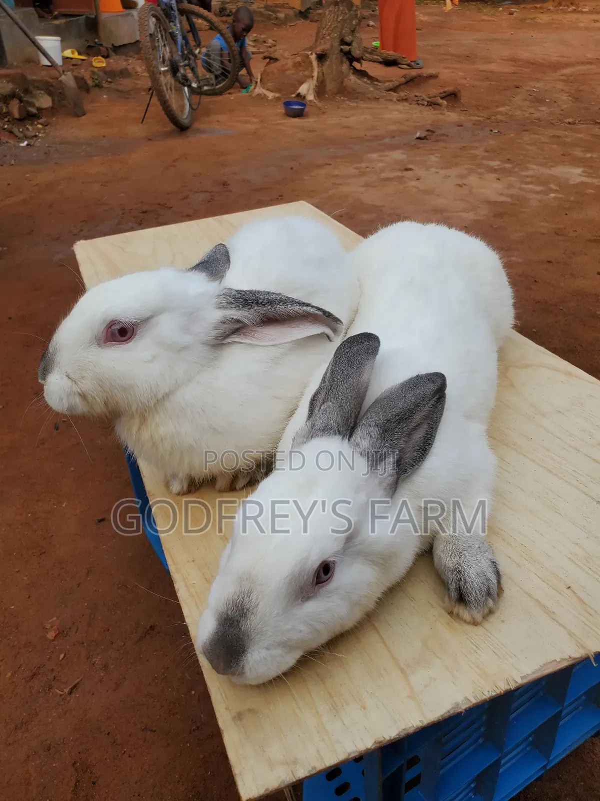 Giant Rabbit