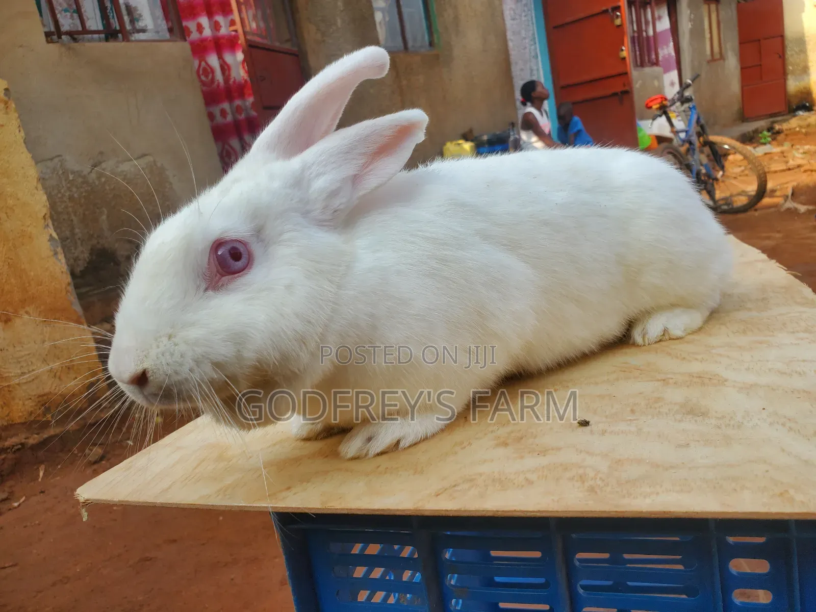 Giant Rabbit