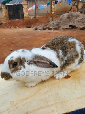 Giant Rabbits