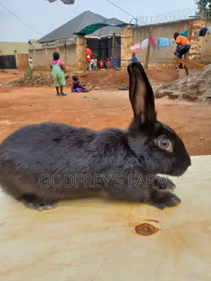 Giant Rabbits