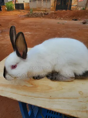 Giant Rabbits