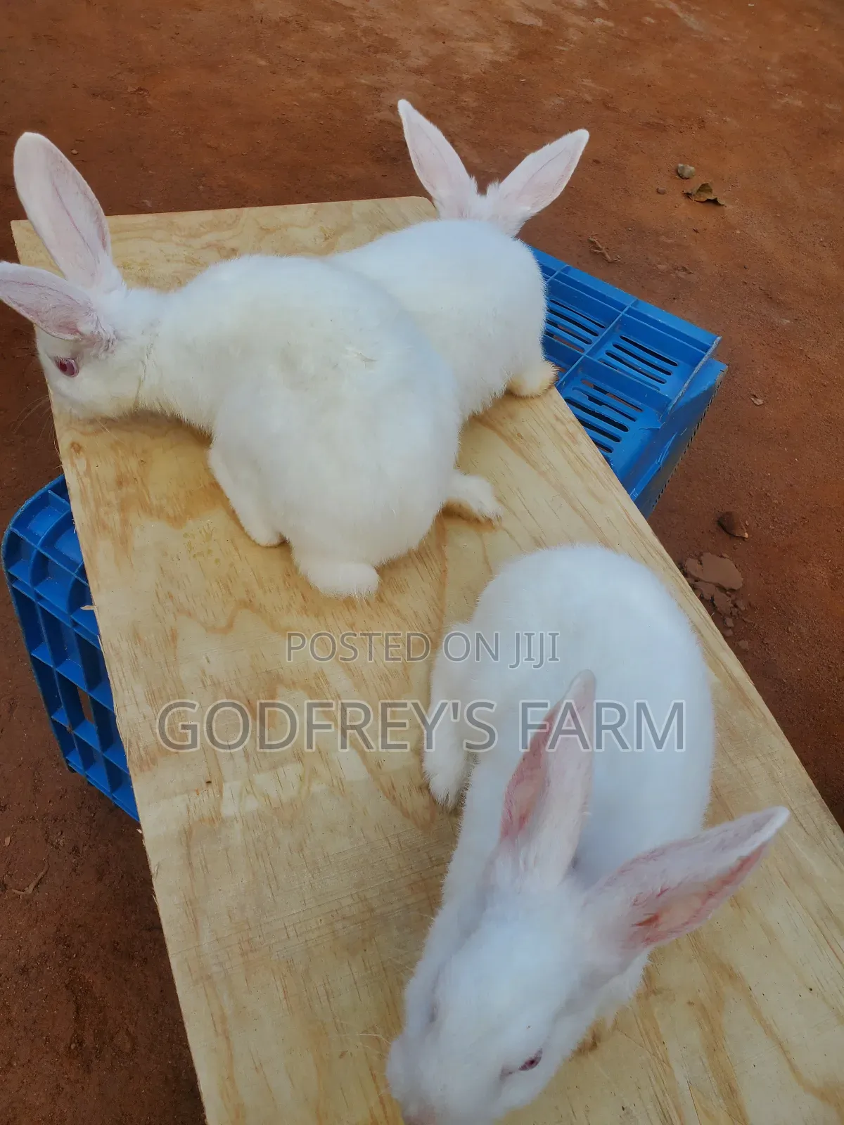 Giant Rabbits