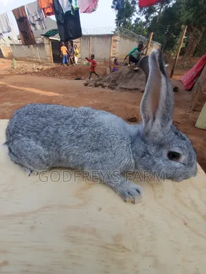 Giant Rabbits