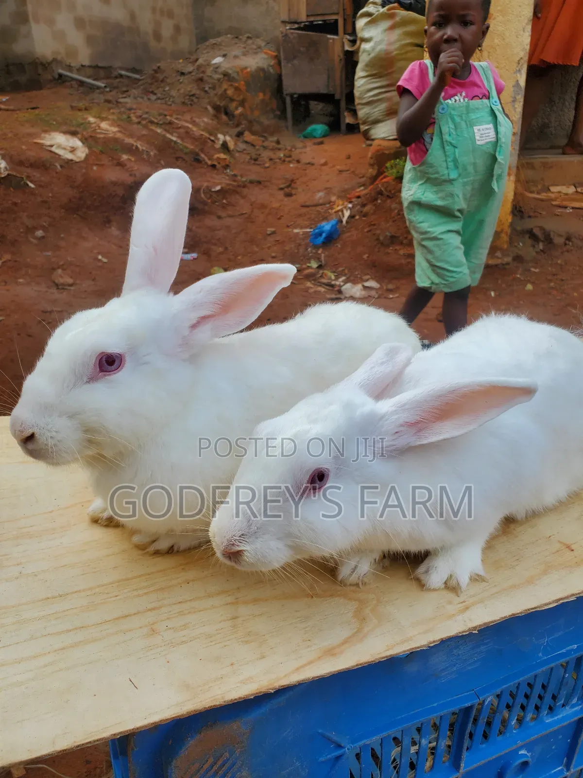Giant Rabbits
