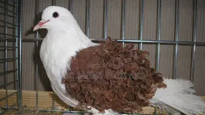 Frillback Pigeon Pair