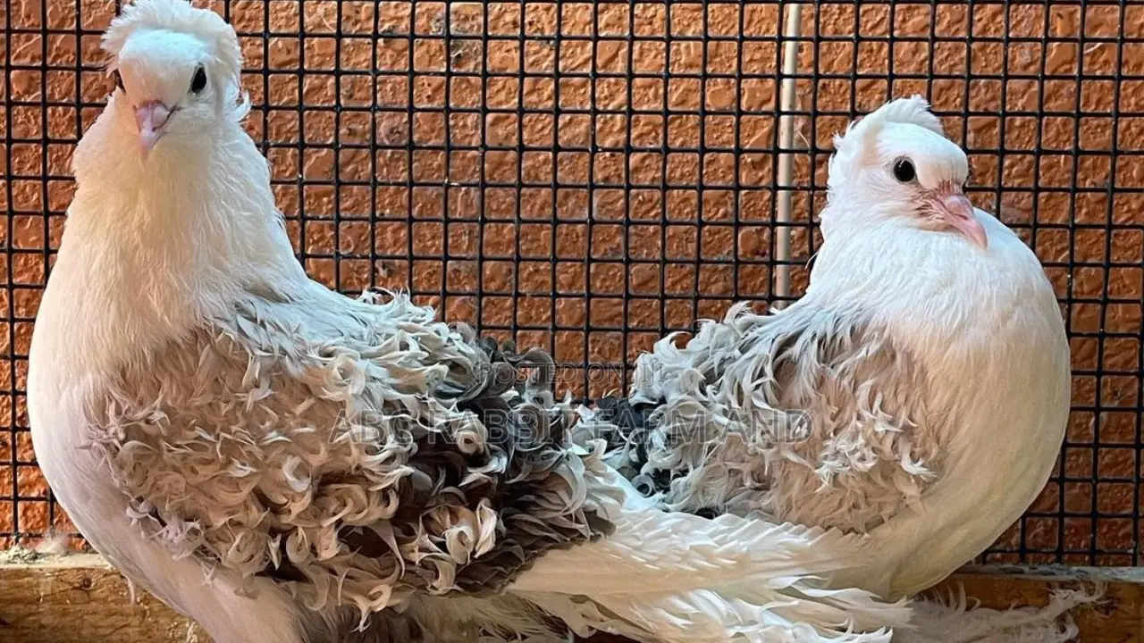 Frillback Pigeon Pair