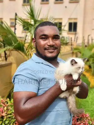 1-3 months Male Purebred Ragdoll