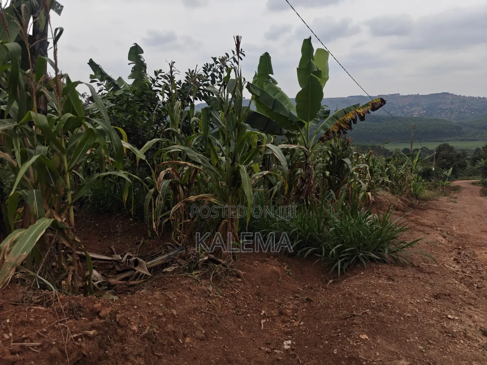 Nsangi Plot With Ready Land Tiles