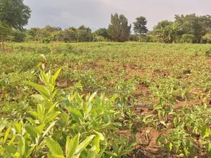  Quick Sale – #12acres in #Luweero_kamira at 15m