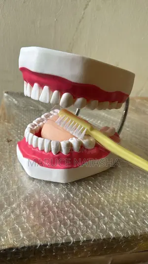 Dental Training Model