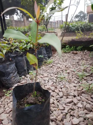 Cloves/ Zanzibar Seedlings