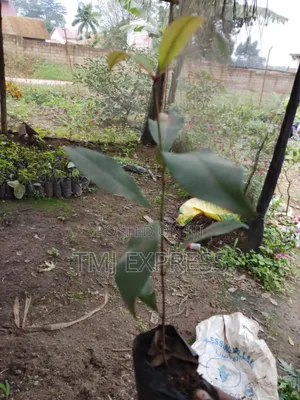 Cloves/ Zanzibar Seedlings
