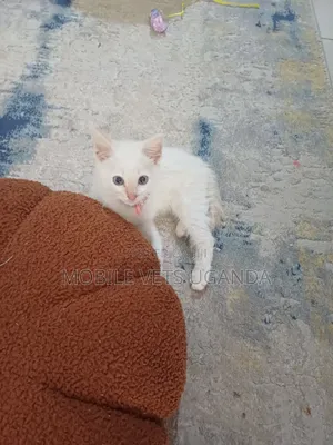0-1 month Female Purebred Sphynx