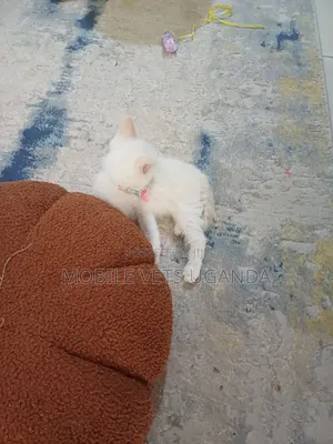 0-1 month Male Purebred Tonkinese