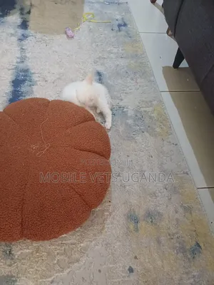 1-3 months Male Purebred Snowshoe