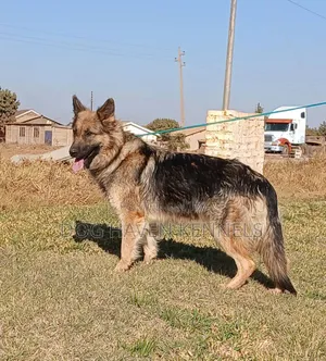 6-12 months Male Purebred German Shepherd