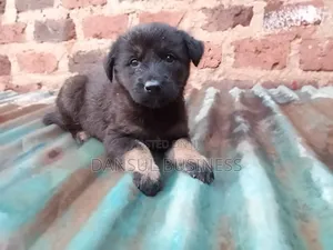 1-3 months Female Purebred German Shepherd
