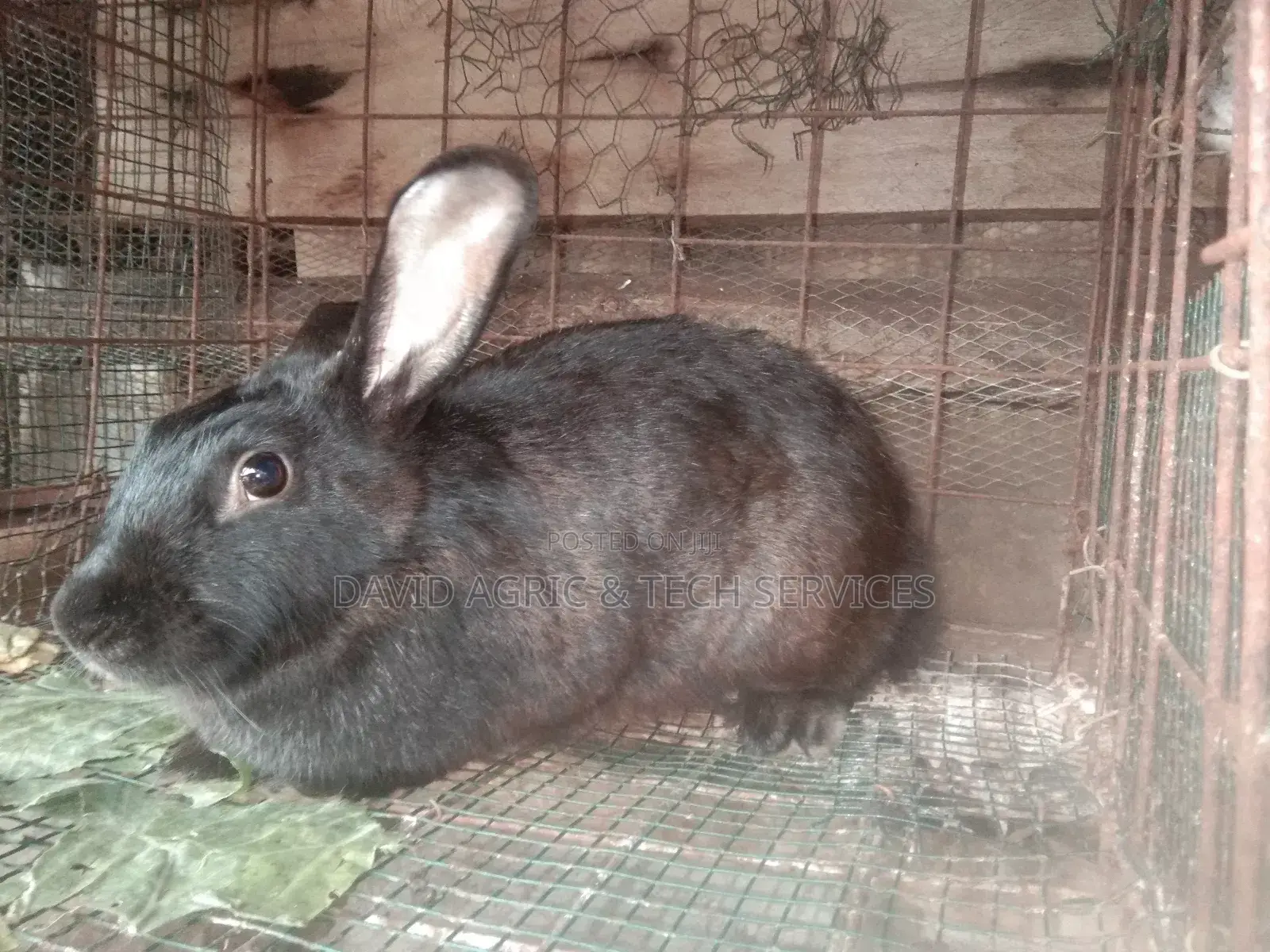 Rabbit Cages and Rabbit Breeders