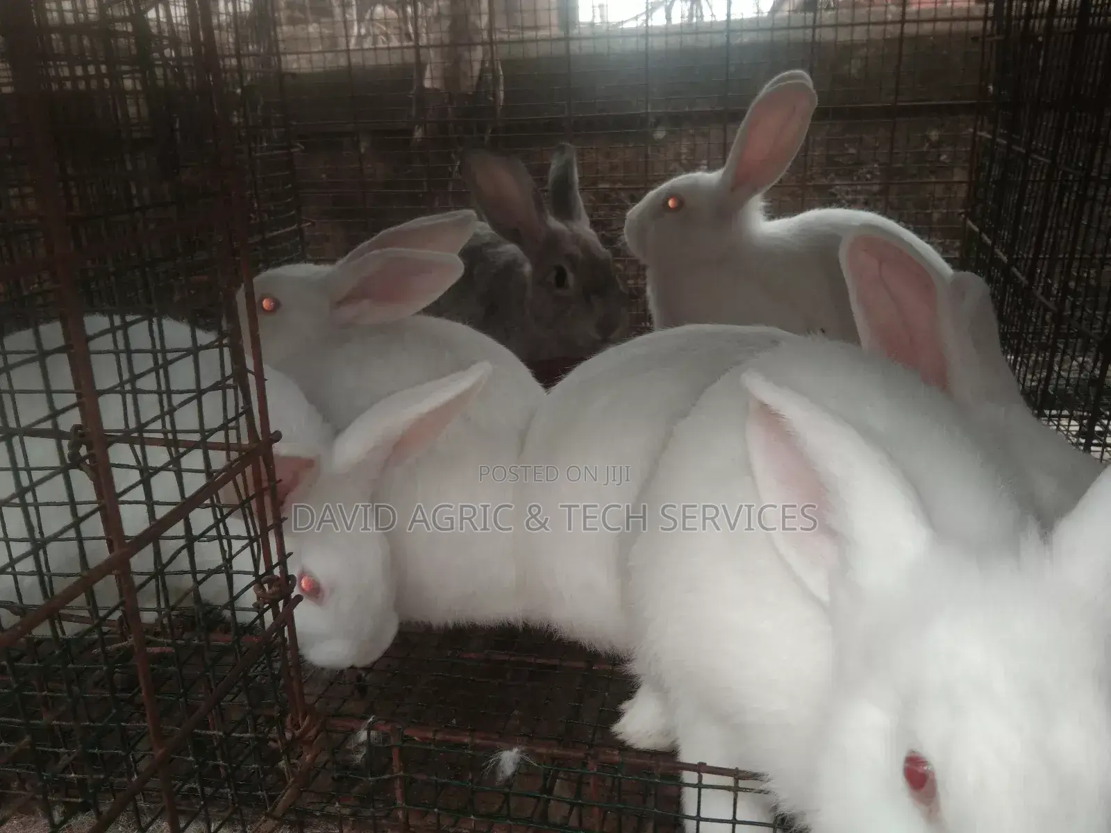 Rabbit Cages and Rabbit Breeders